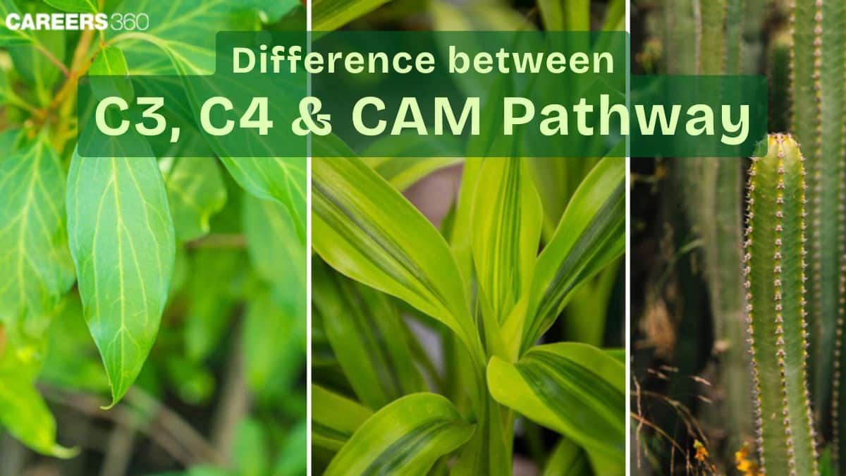 Difference Between C3, C4 and CAM Pathway: Steps, Differences and FAQ